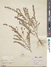 Image of Phyllanthus caroliniensis