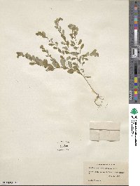 Phyllanthus caroliniensis image