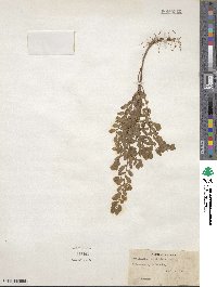 Phyllanthus caroliniensis image