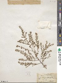 Phyllanthus caroliniensis image