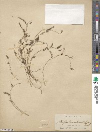 Phyllanthus caroliniensis image