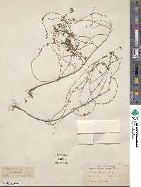 Phyllanthus caroliniensis image