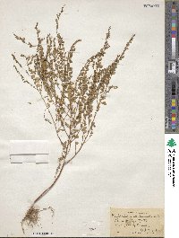 Phyllanthus caroliniensis image