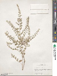 Phyllanthus caroliniensis image