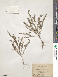 Phyllanthus caroliniensis image