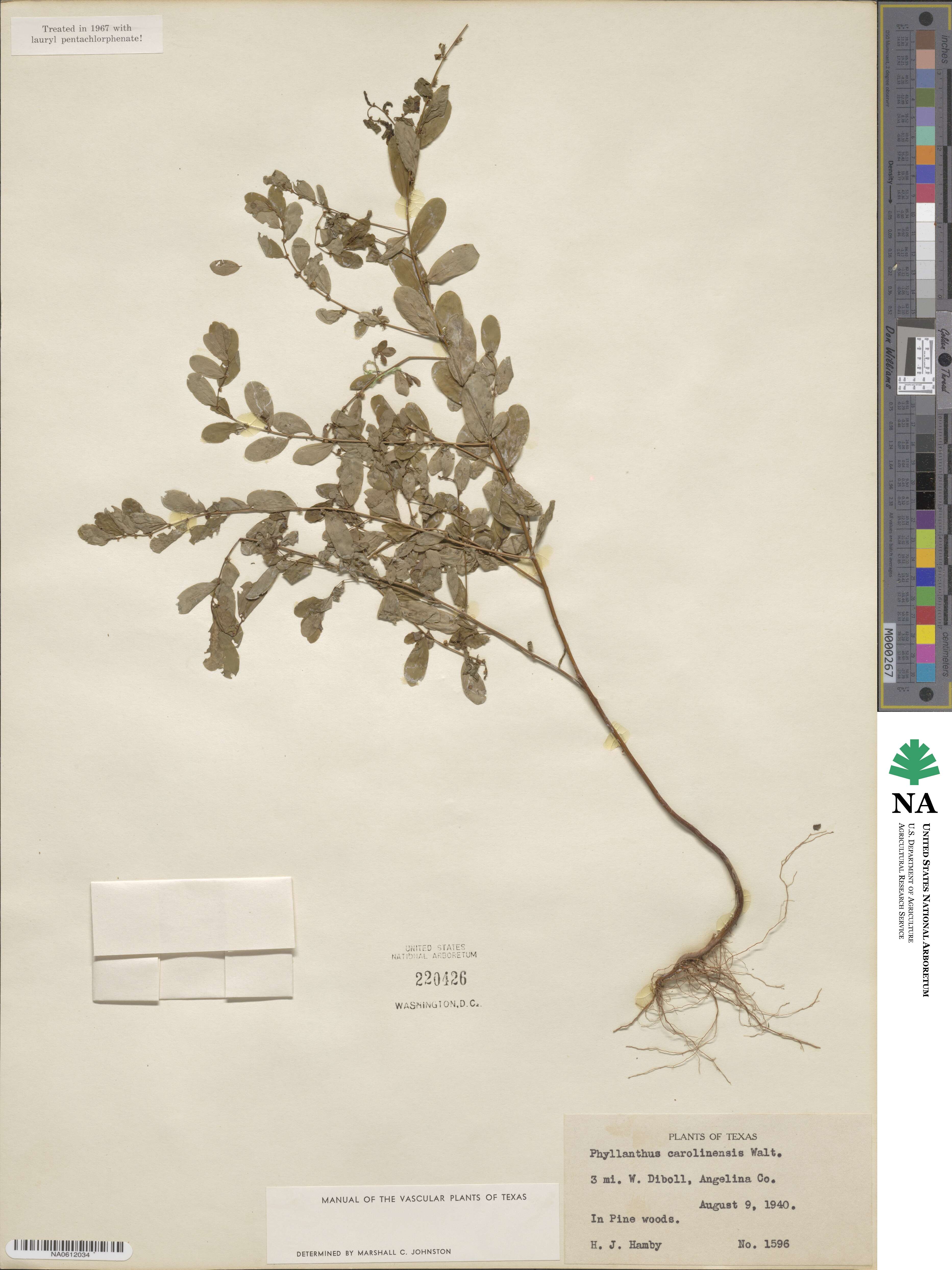 Phyllanthus caroliniensis image