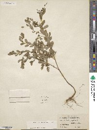 Phyllanthus caroliniensis image