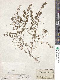 Phyllanthus caroliniensis image