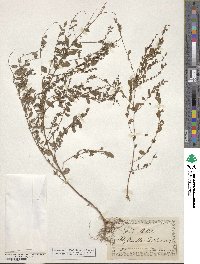 Phyllanthus caroliniensis image