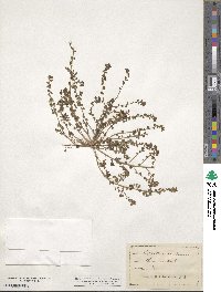 Phyllanthus caroliniensis image
