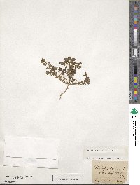 Phyllanthus caroliniensis image