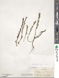 Phyllanthus caroliniensis image
