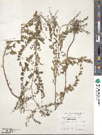 Phyllanthus caroliniensis image