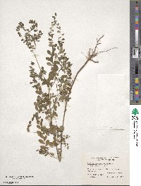 Phyllanthus caroliniensis image