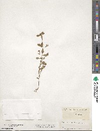 Phyllanthus caroliniensis image