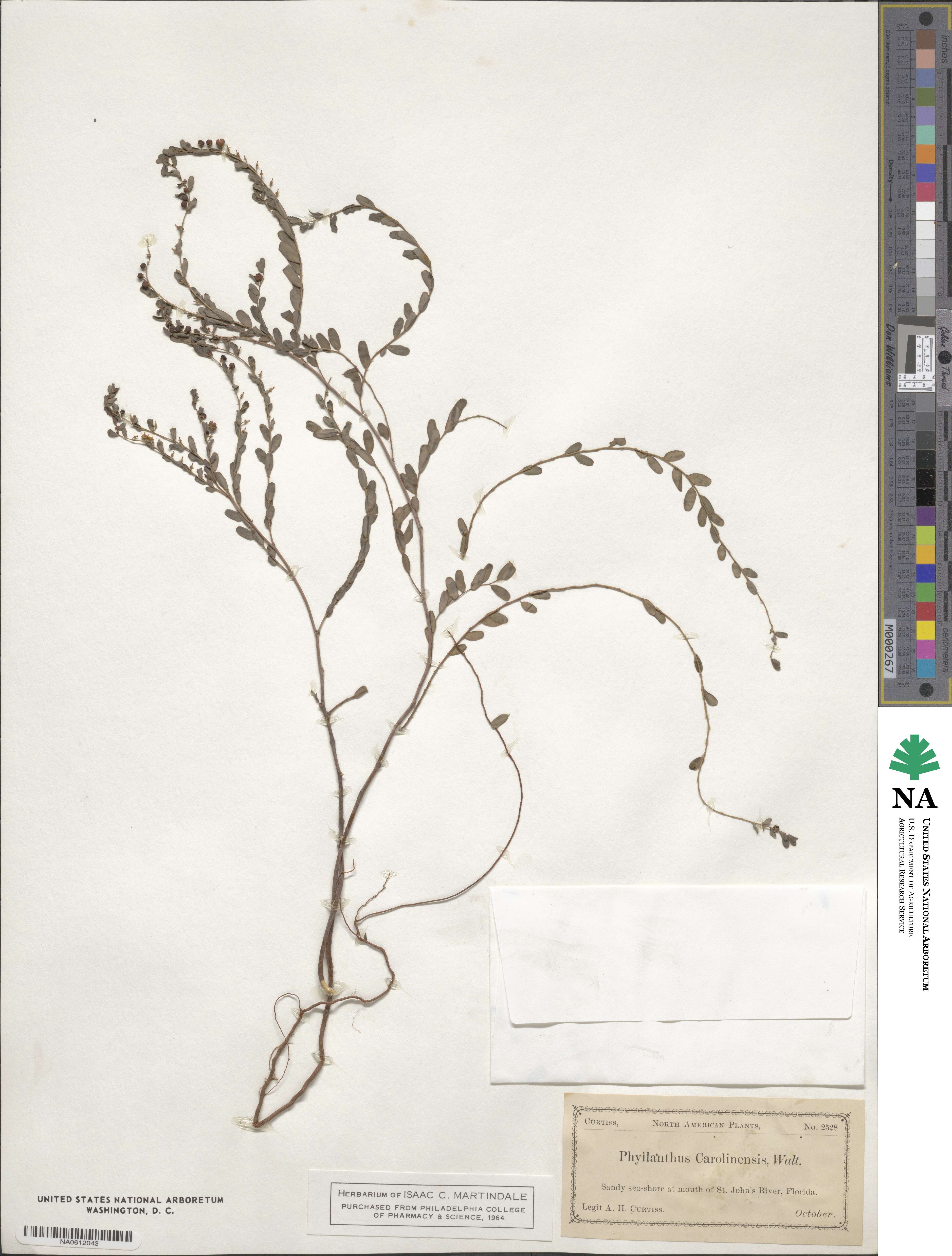 Phyllanthus image