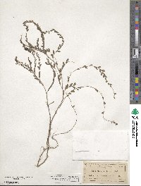 Phyllanthus caroliniensis image