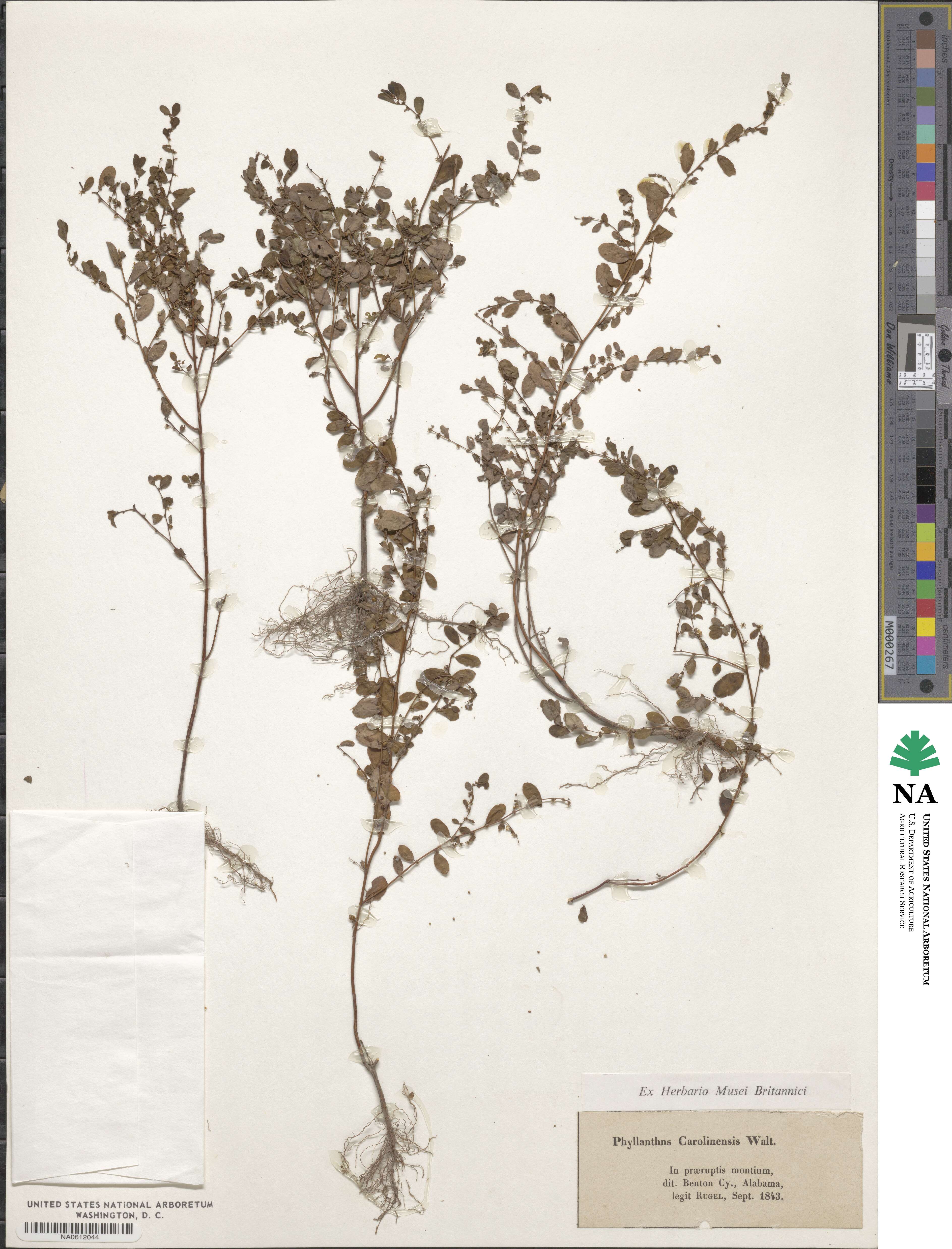 Phyllanthus caroliniensis image