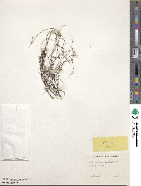 Phyllanthus caroliniensis image