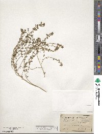 Phyllanthus caroliniensis image