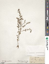 Phyllanthus caroliniensis image