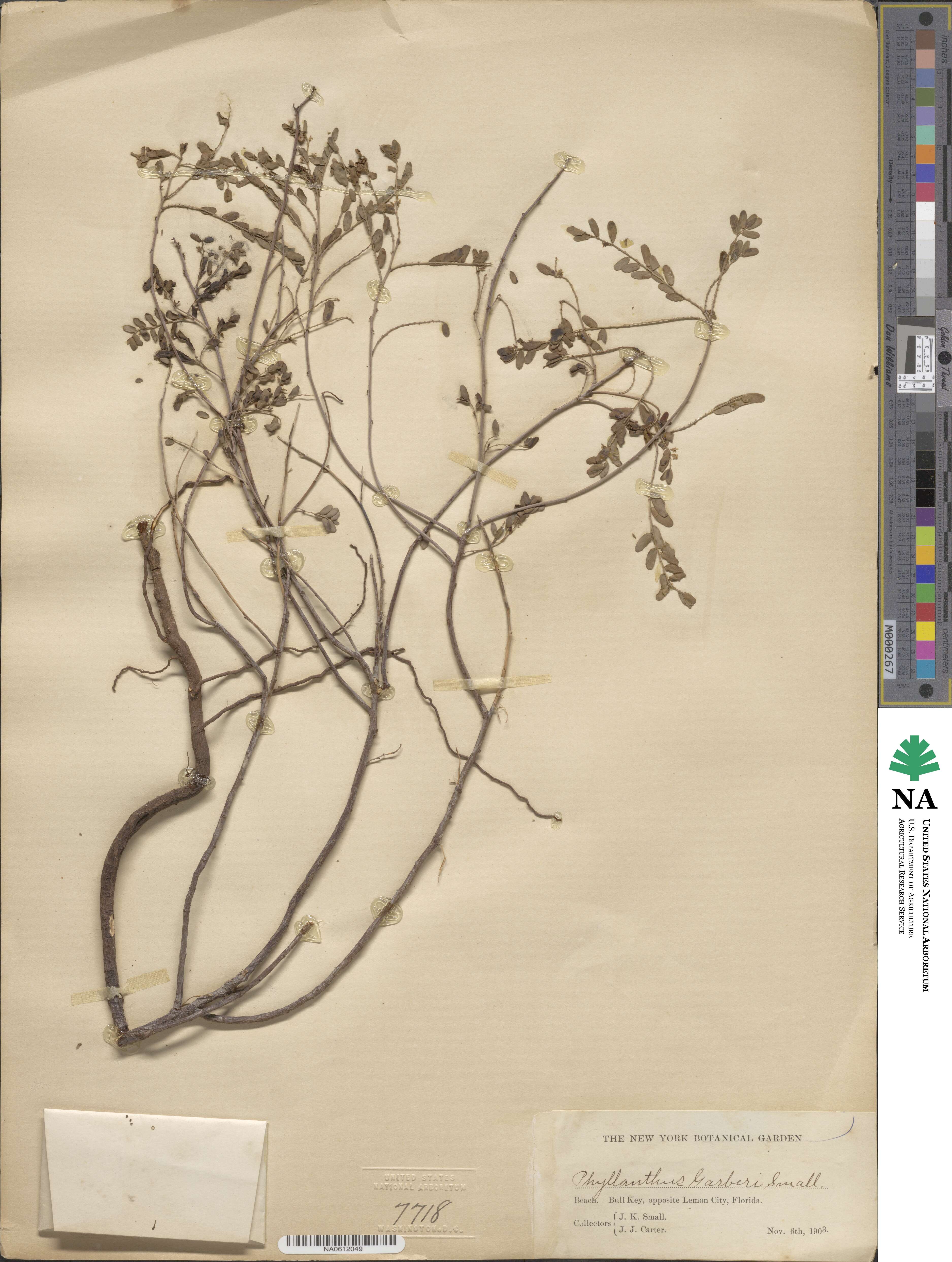 Phyllanthus abnormis image