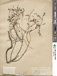 Phyllanthus abnormis image