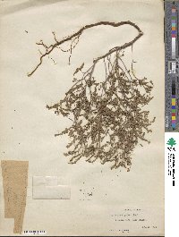 Phyllanthus abnormis image