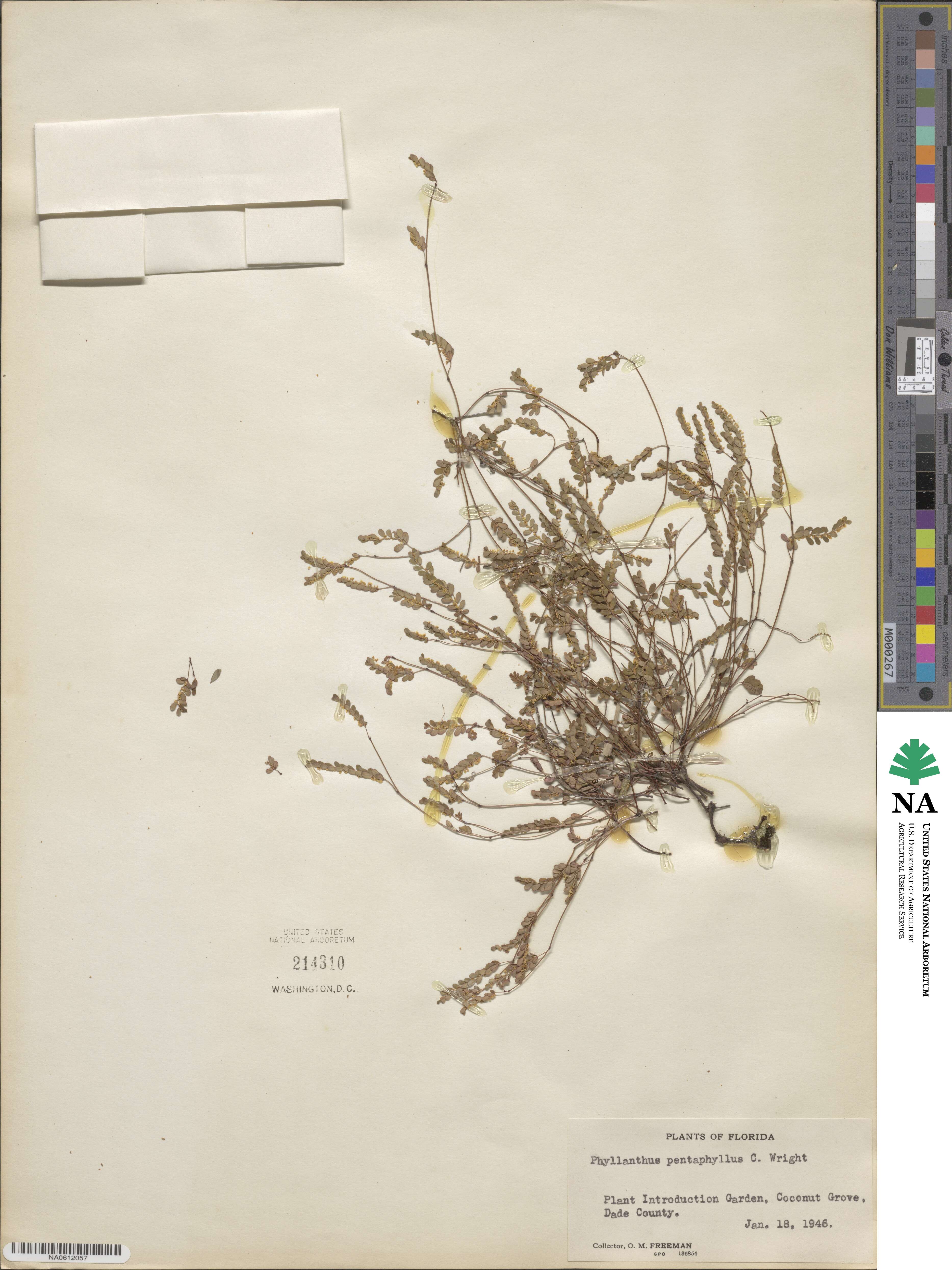 Phyllanthus pentaphyllus image