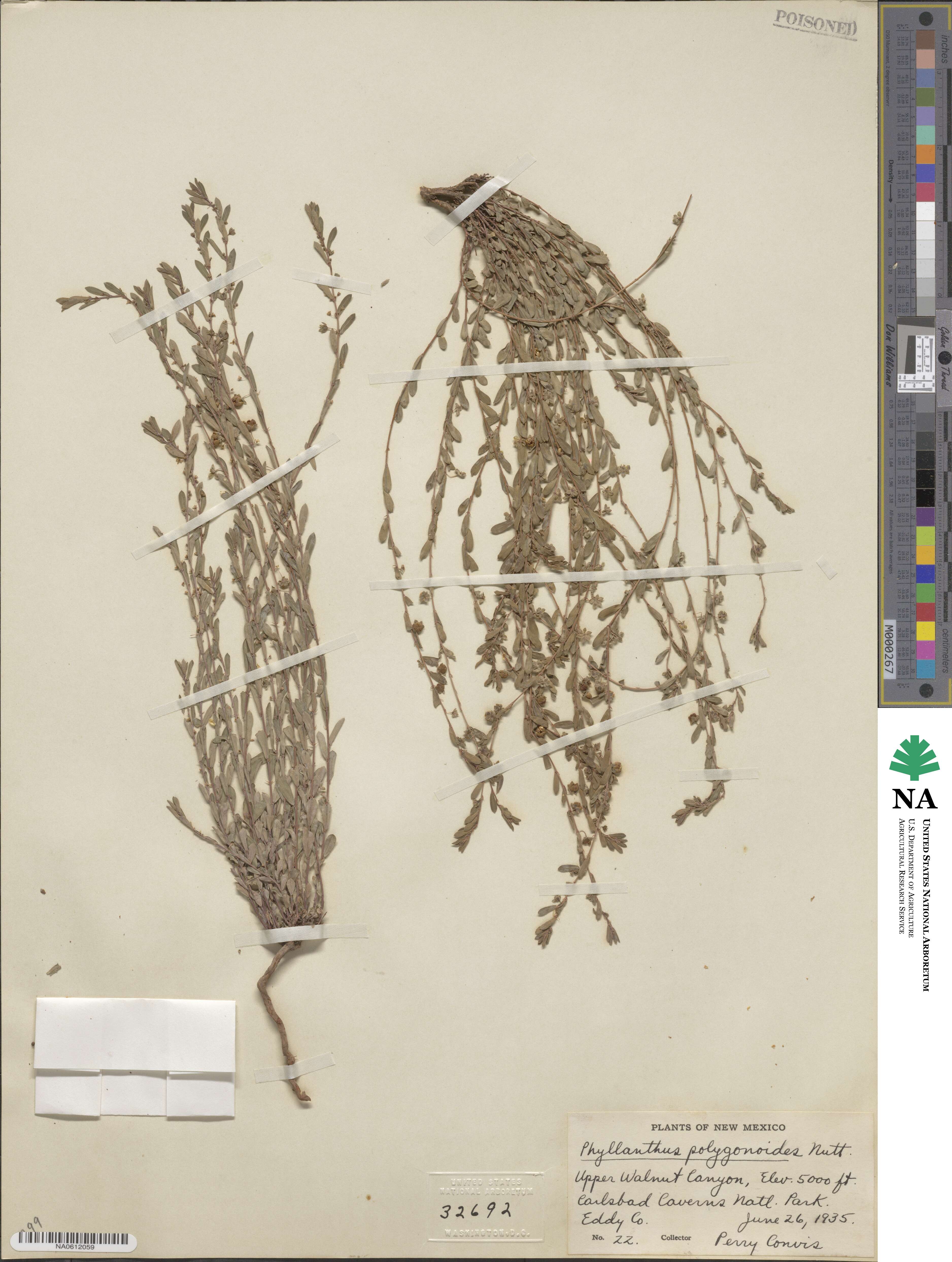 Phyllanthus polygonoides image