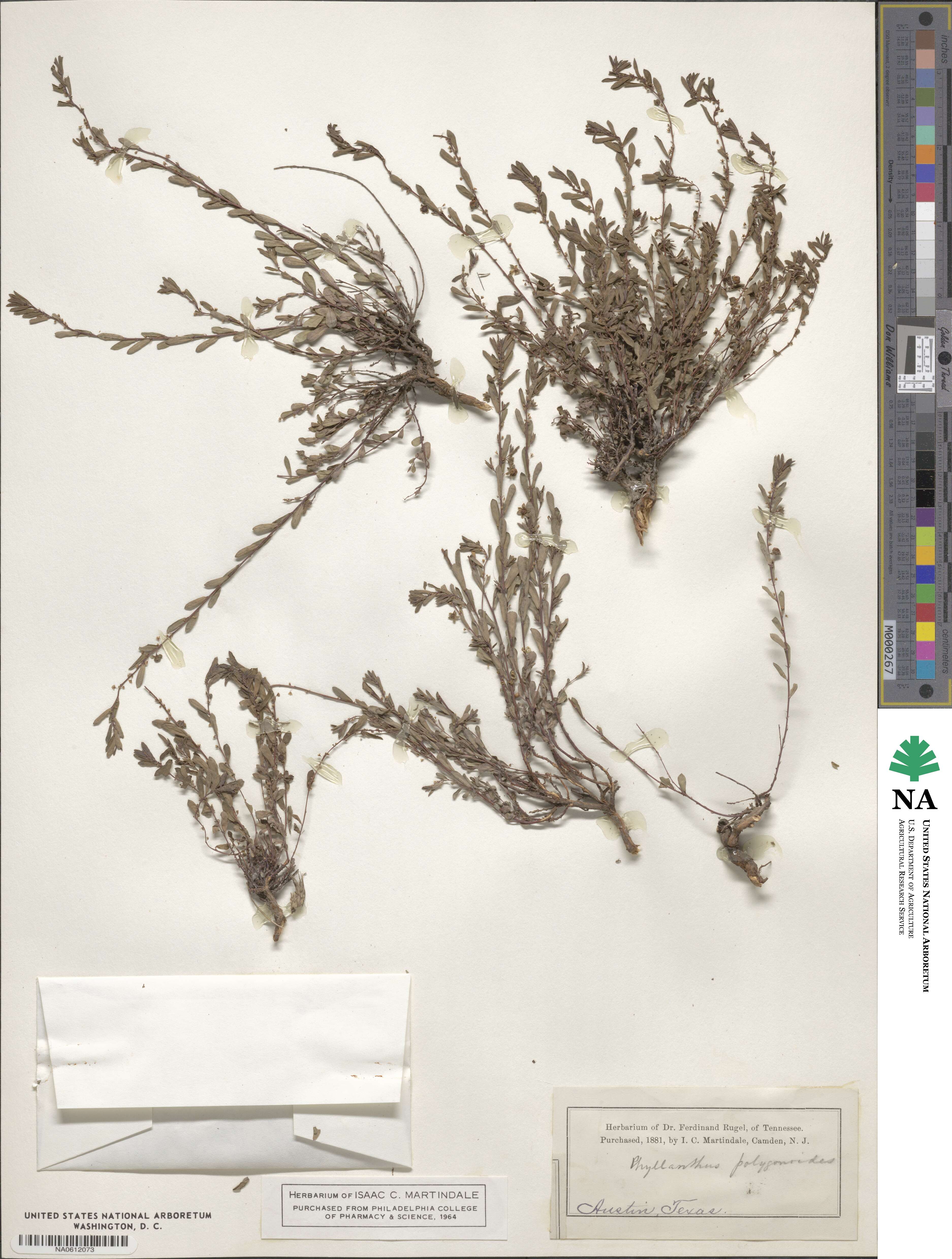 Phyllanthus polygonoides image