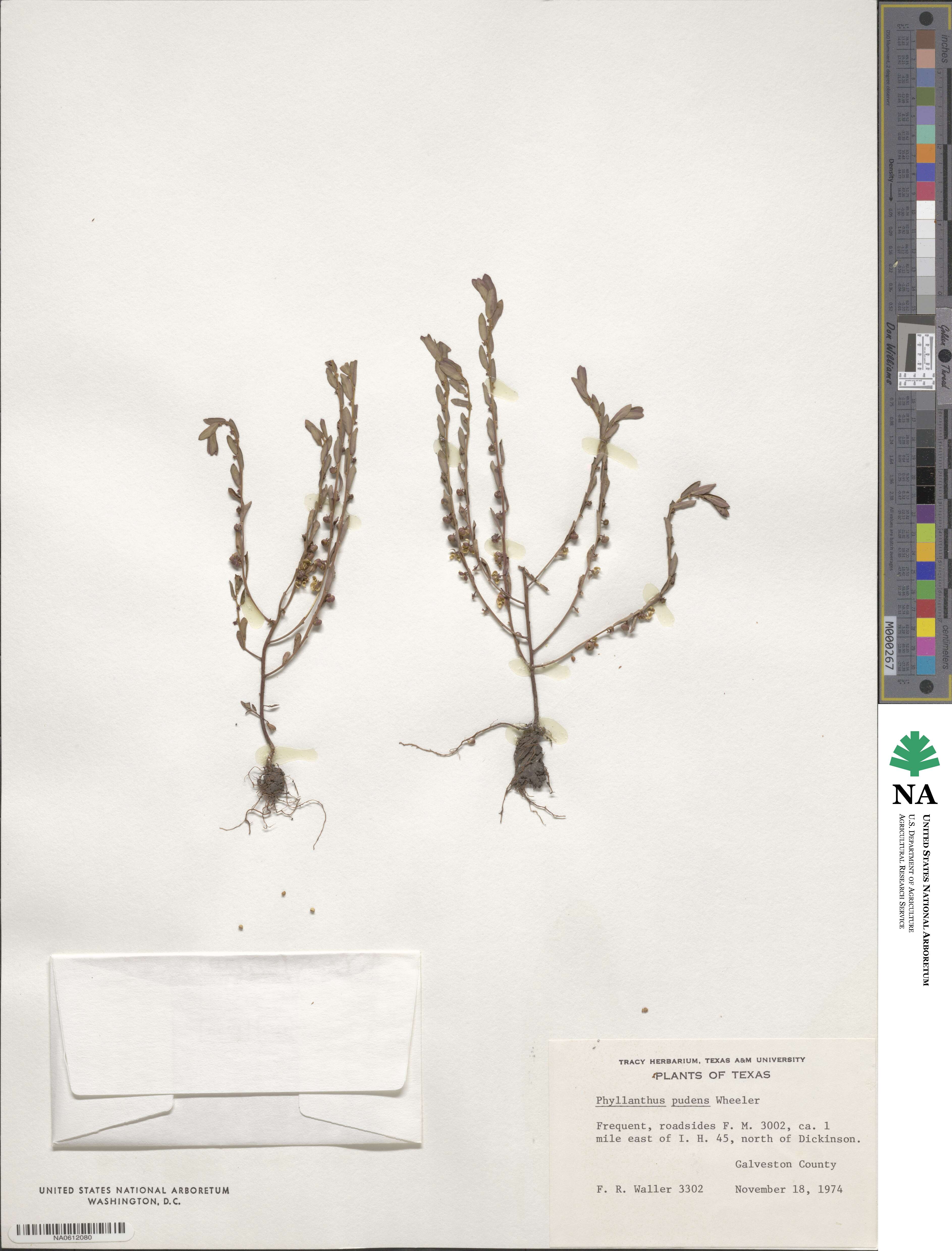 Phyllanthus evanescens image
