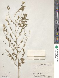 Image of Phyllanthus acuminatus