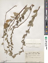 Phyllanthus acuminatus image