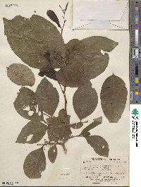 Image of Phyllanthus adenodiscus