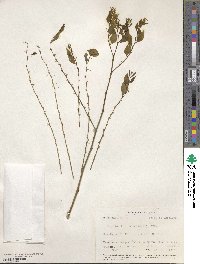 Image of Phyllanthus anisolobus