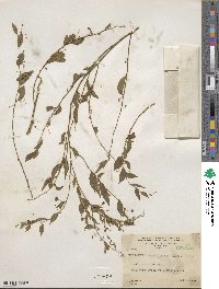 Phyllanthus brasiliensis image