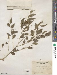 Phyllanthus brasiliensis image