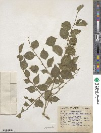 Phyllanthus brasiliensis image