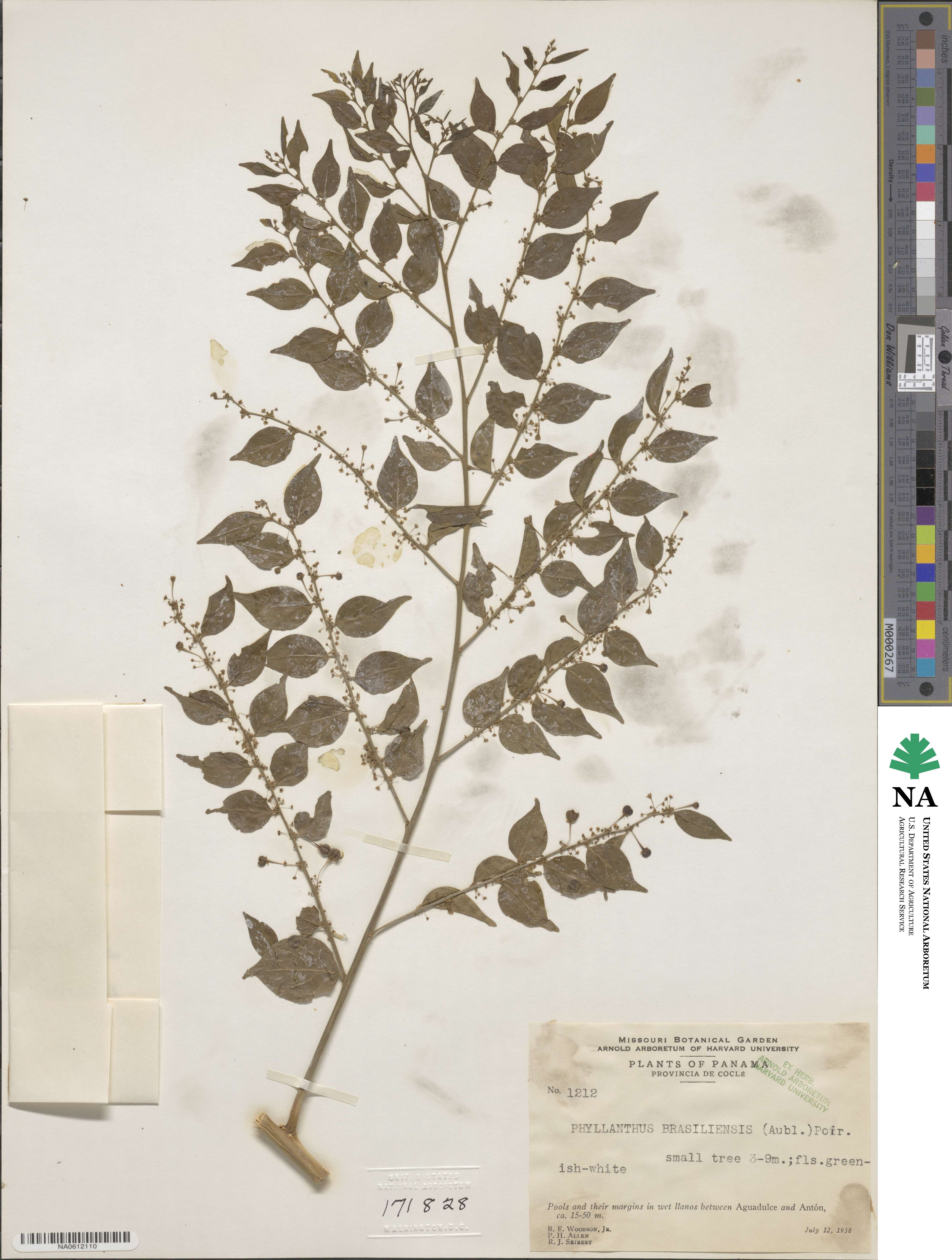 Phyllanthus brasiliensis image
