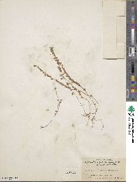 Phyllanthus caroliniensis image