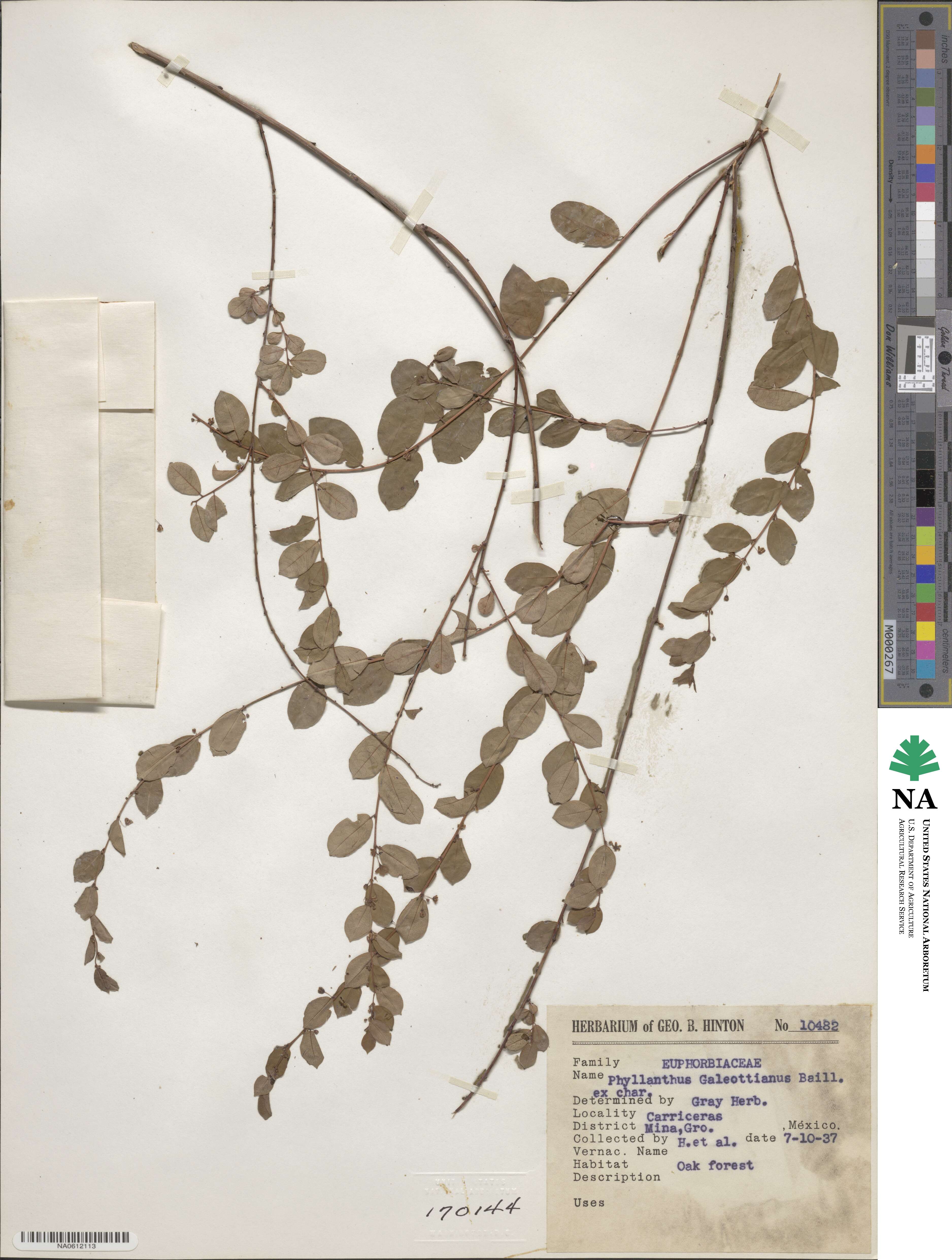 Phyllanthus galeottianus image