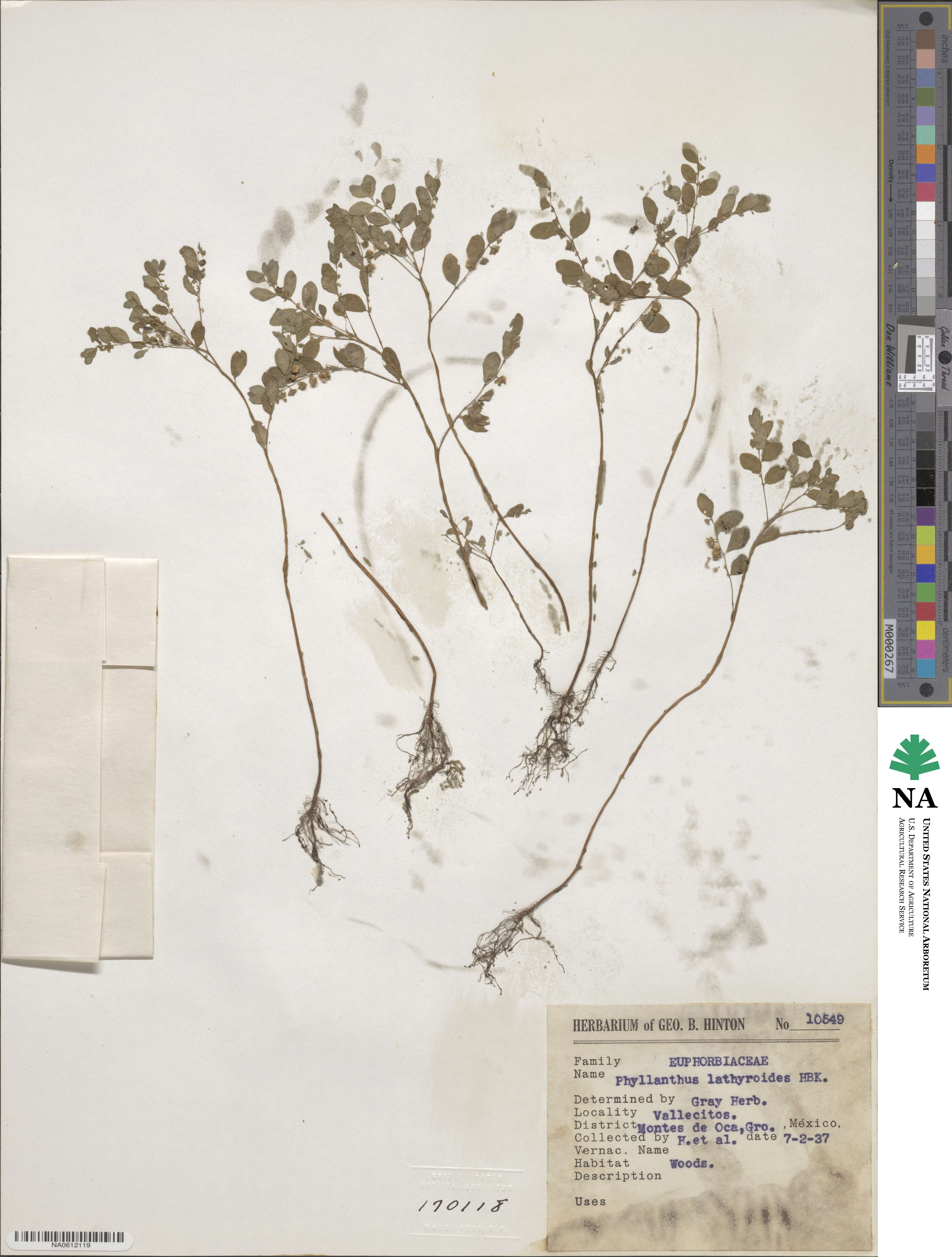 Phyllanthus niruri subsp. lathyroides image