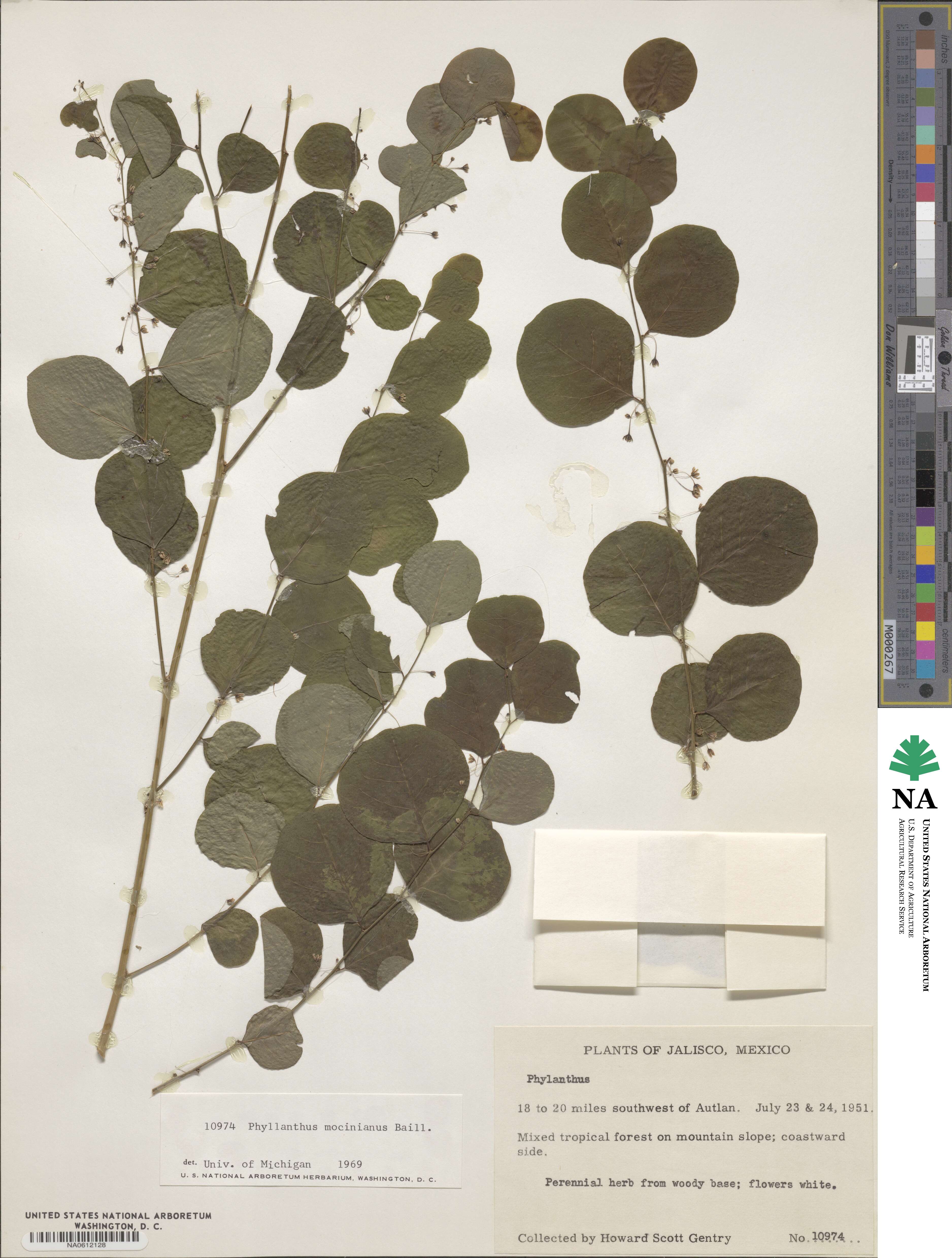 Phyllanthus mocinianus image