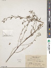 Phyllanthus niruri image