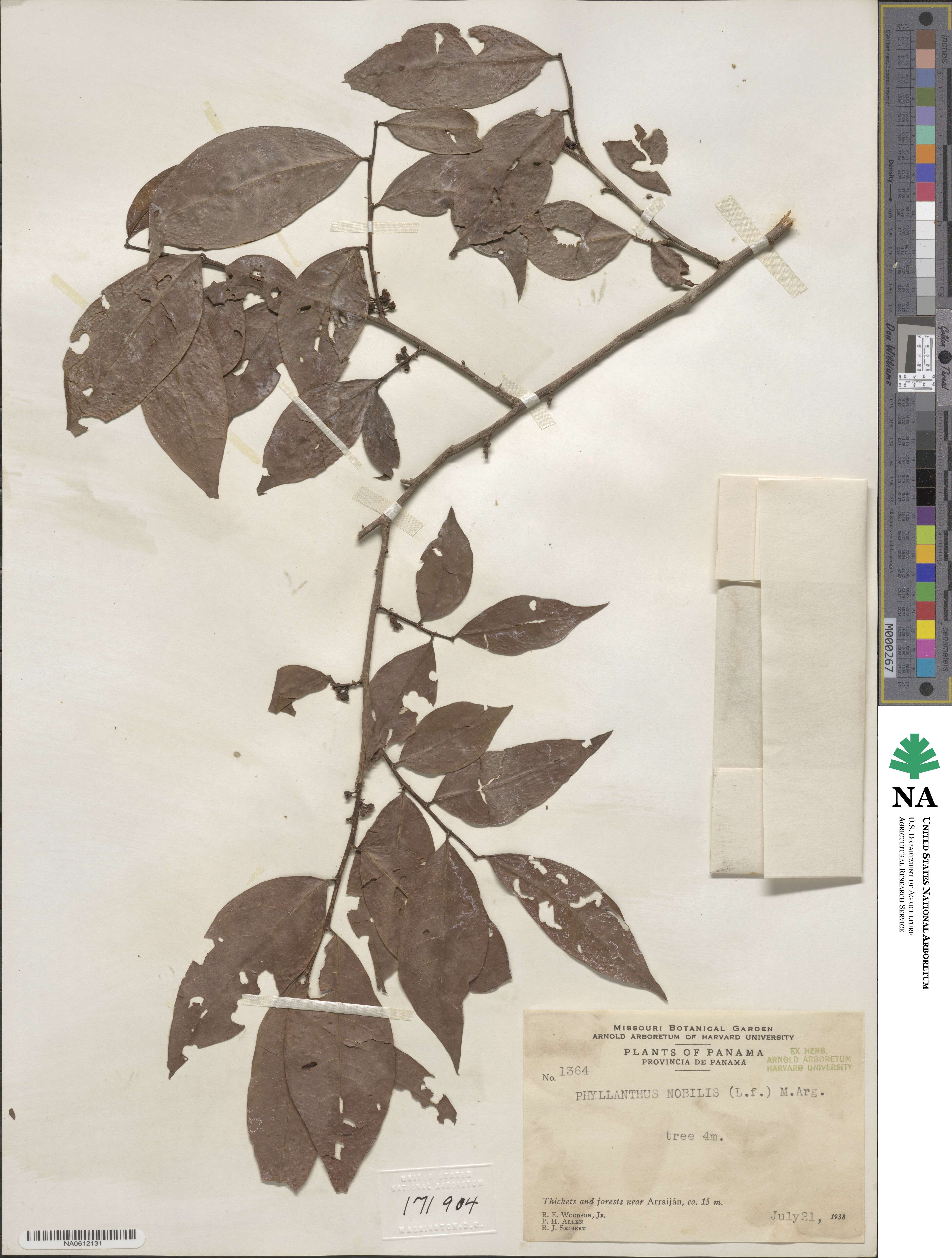 Margaritaria nobilis image