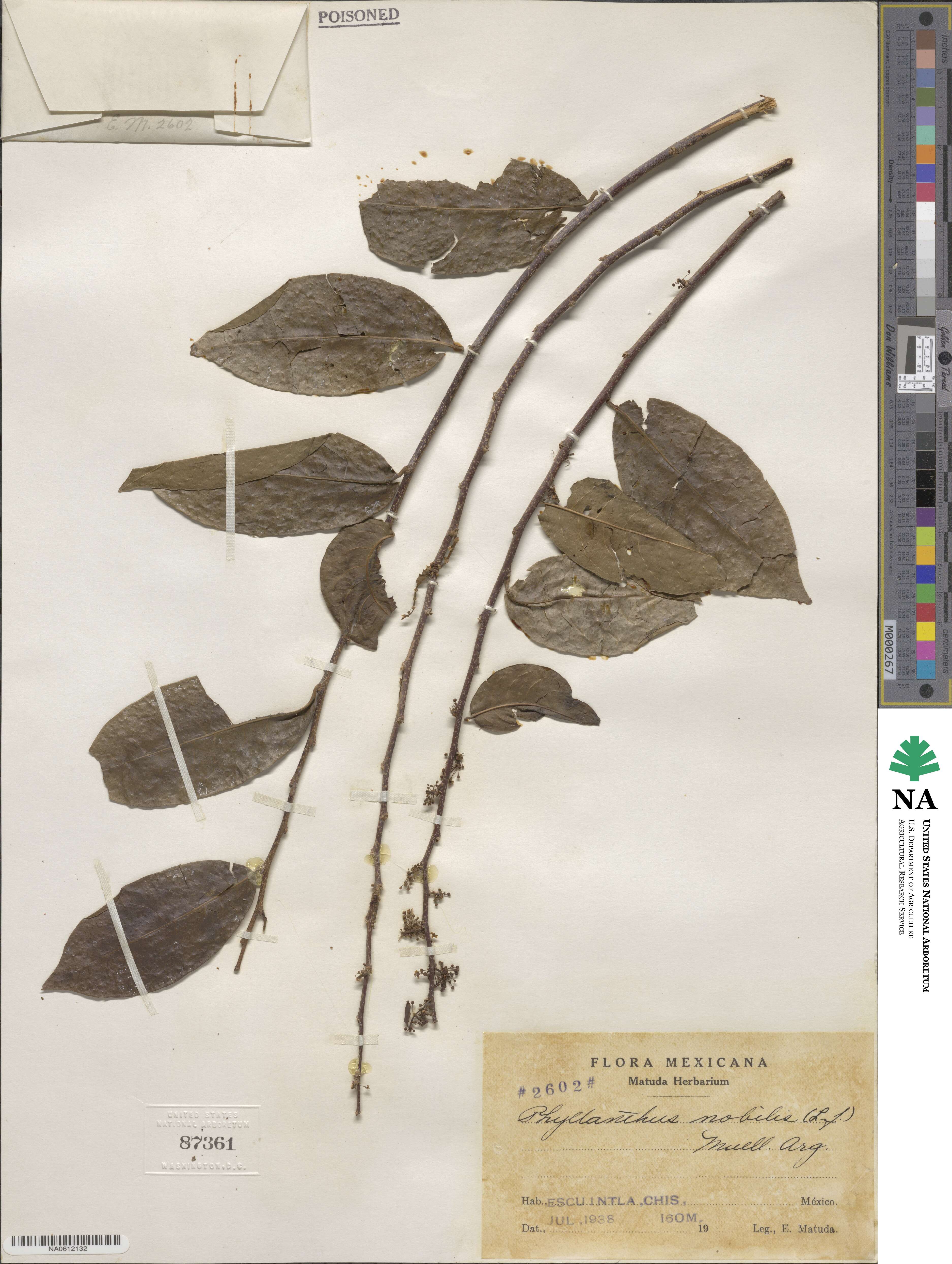 Margaritaria nobilis image