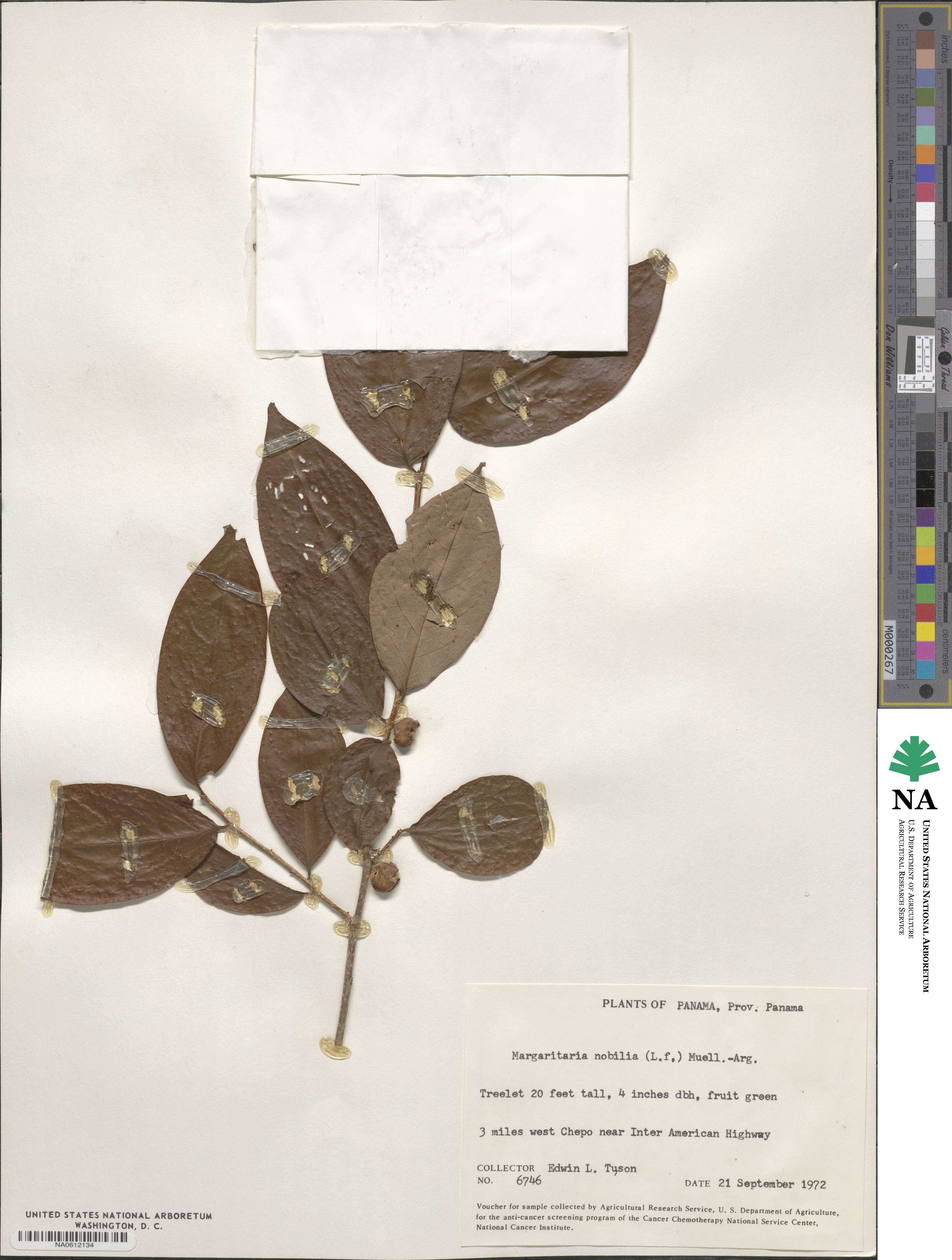 Margaritaria nobilis image