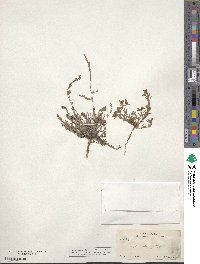Phyllanthus polygonoides image