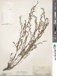 Phyllanthus polygonoides image